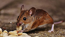 24 Hour & Emergency Exterminators in Kingsley Lake, FL